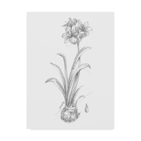 Ethan Harper 'Ua Ch Botanical Sketch Ii' Canvas Art,24x32